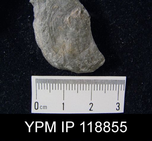 Leptaena rhomboidalis