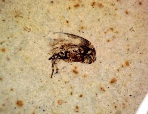 undet. Mordellidae