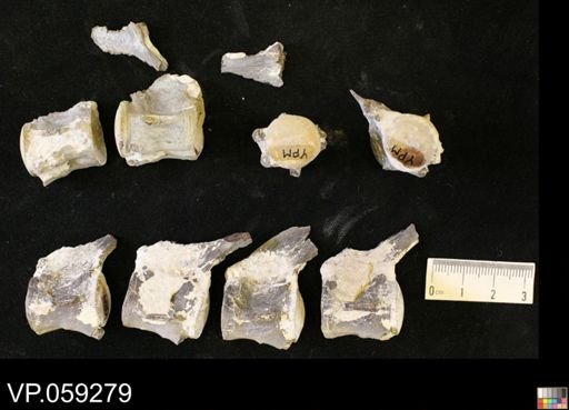 Enchodus?