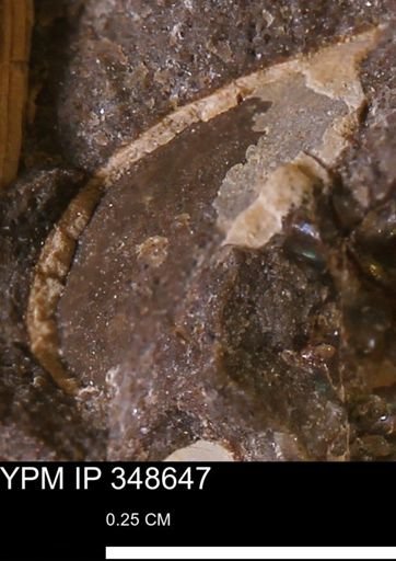 undet. Bivalvia