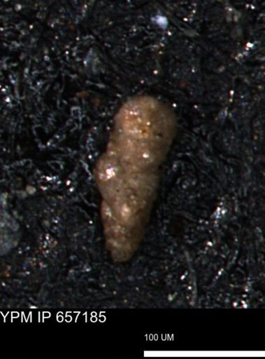 Verneuilinoides kansasensis