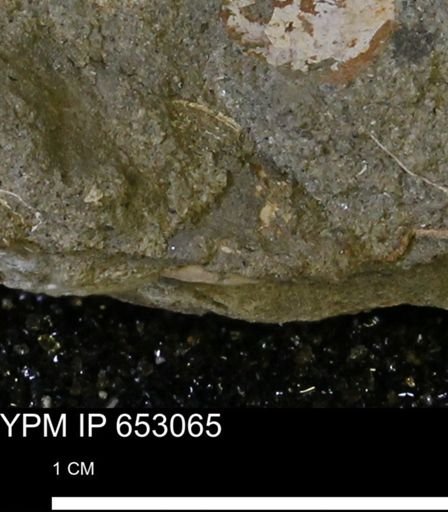 Mollusca