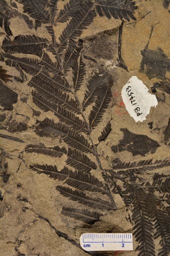 Calcaropteris boeselii