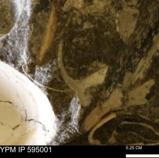 Protocardia sp.