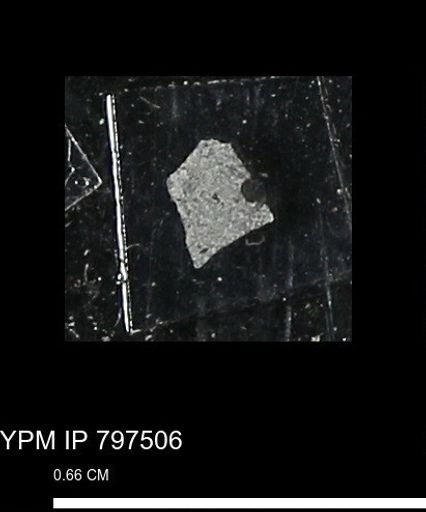 Baculites ovatus haresi
