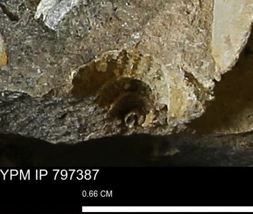 undet. Gastropoda