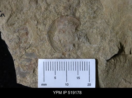 Daguinaspis sp.