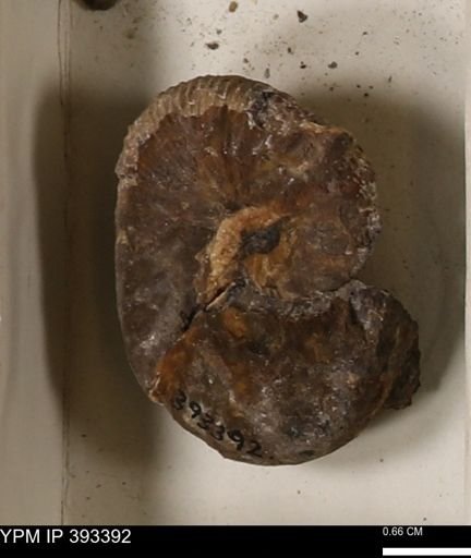 Scaphites sp.
