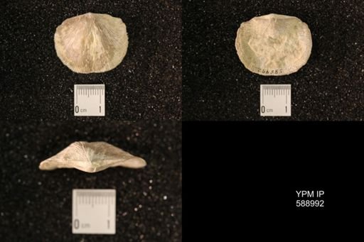 Dinorthis subquadrata