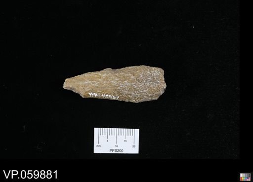Protosphyraena sp.