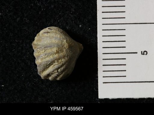 Wellerella osagensis