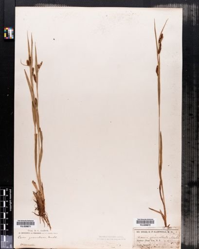 Carex granularis