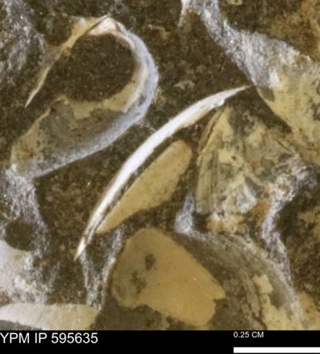 Protocardia sp.