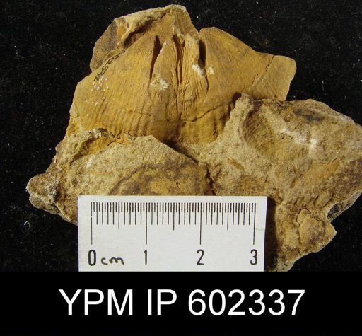 Syringothyris sp.