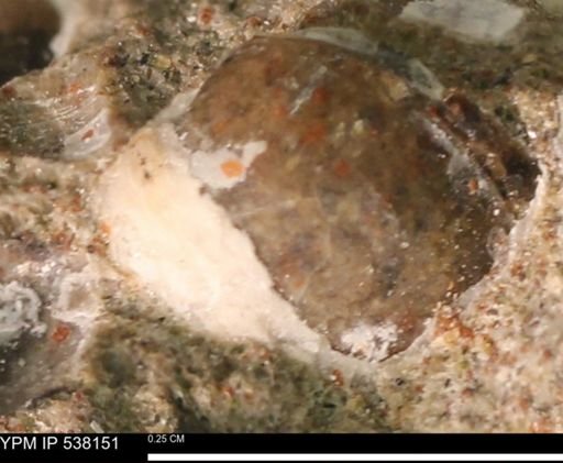 Corbulamella gregaria