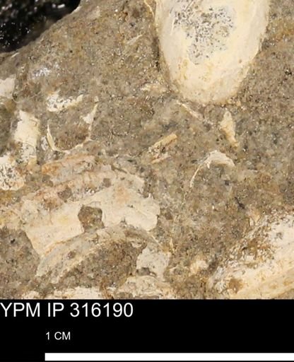 undet. Mollusca
