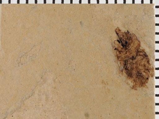 undet. Auchenorrhyncha