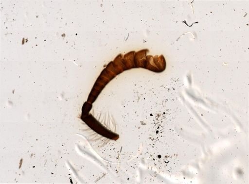 Apoidea