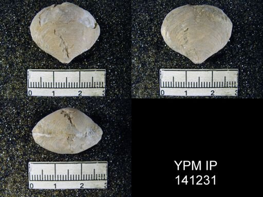 Athyris sp.