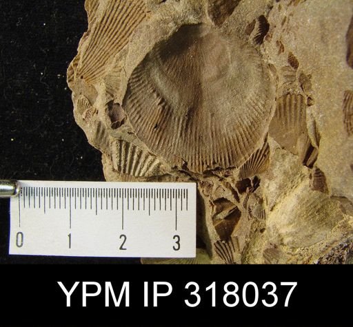 Pseudoatrypa devoniana