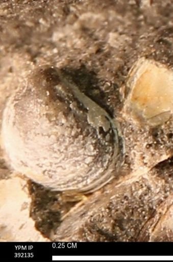 Protocardia sp.