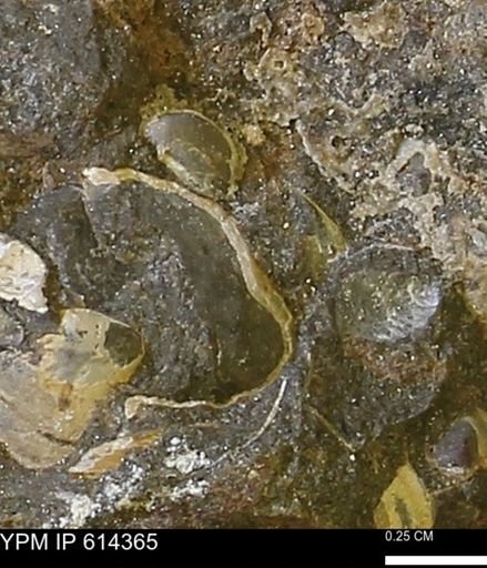 Bivalvia