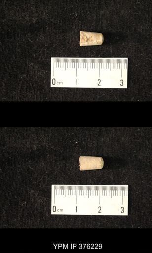 Pseudorthoceras knoxense