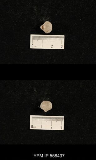 Phricodothyris sp.