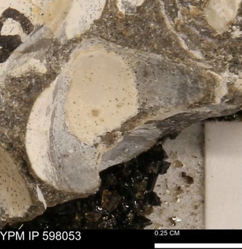 Protocardia?