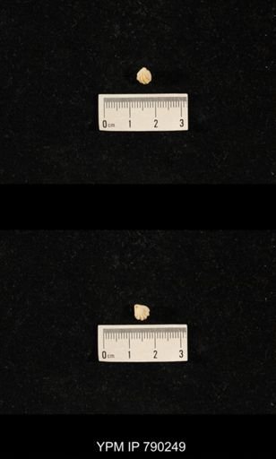 Hustedia huecoensis