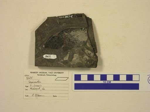 Semionotus sp.