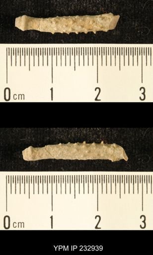 Archaeocidaris sp.