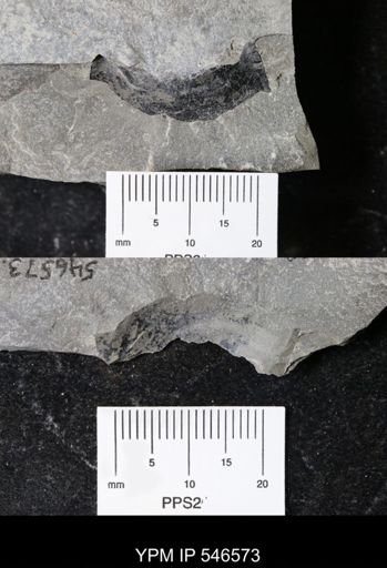 undet. Eurypterida