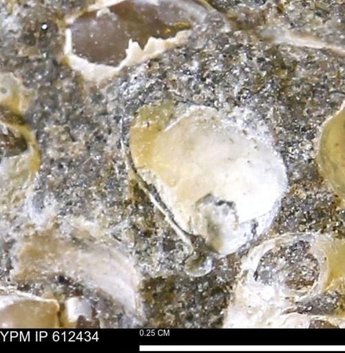 Protocardia subquadrata