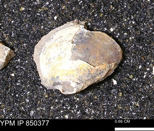 Limopsis striatopunctatus