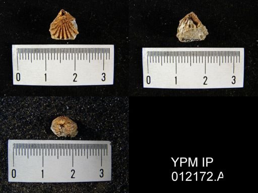 Hustedia mormoni