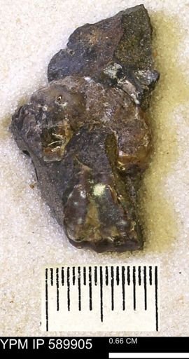 Hoploscaphites comprimus