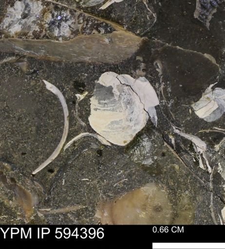 Protocardia sp.