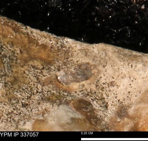 undet. Mollusca