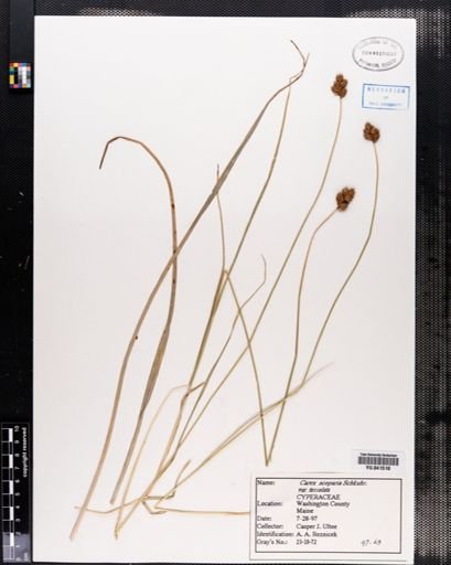 Plantae