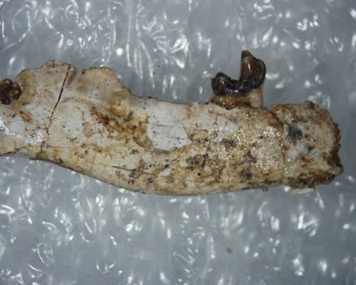 Propalaeosinopa