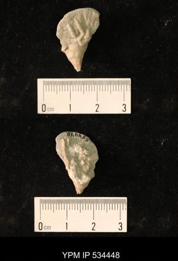 undet. Crinoidea