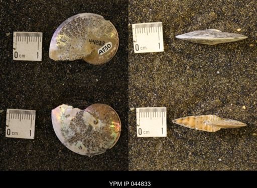 Sphenodiscus lenticularis