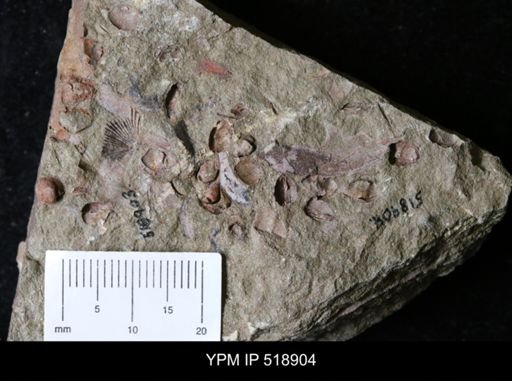 undet. Bivalvia