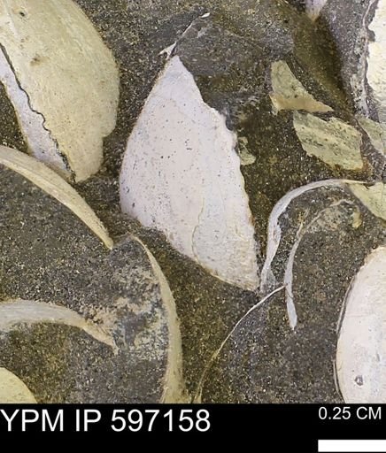 Limopsis striatopunctatus