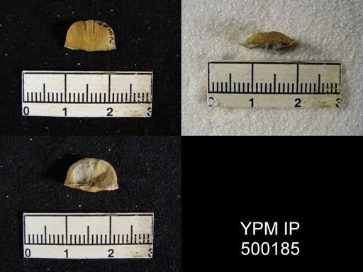 Mesolobus mesolobus decipiens