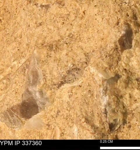 undet. Bivalvia