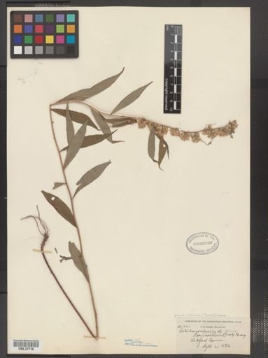Solidago caesia