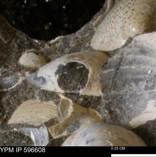 Protocardia?