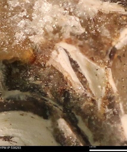 Corbulamella gregaria